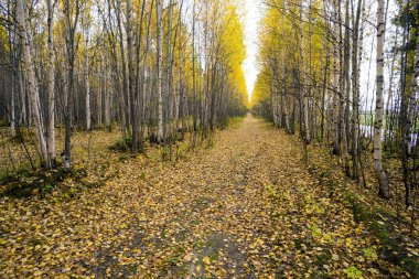 Sonbahar ormanında.