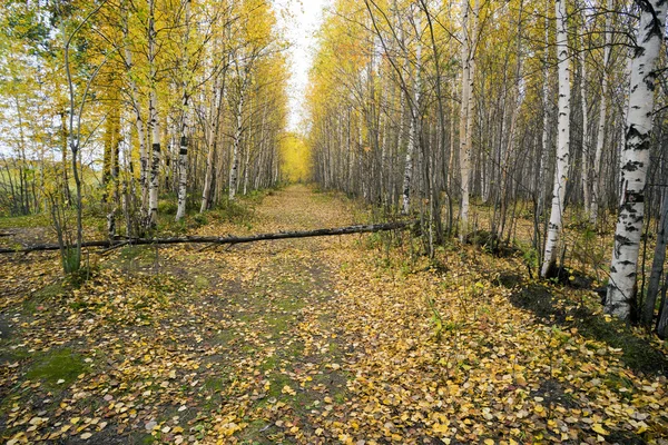 Út az őszi erdőben. — Stock Fotó