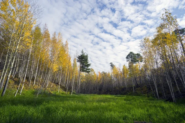 Az őszi erdő zöld gyep — Stock Fotó