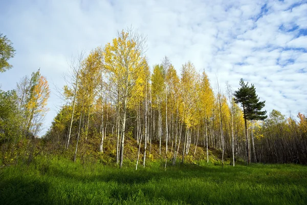 Az őszi erdő zöld rét — Stock Fotó