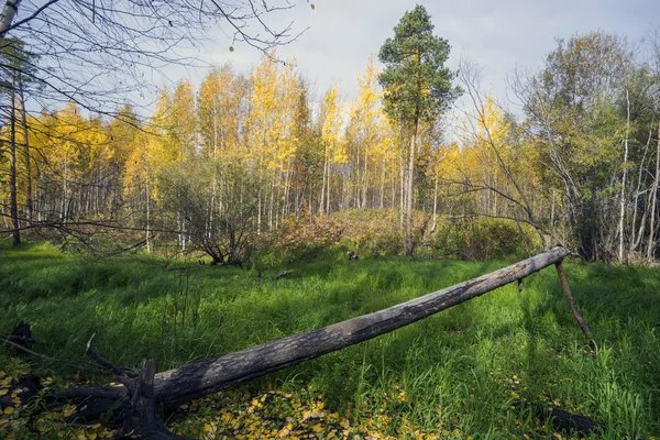 Spasione drzewo Autumn.A na zielony trawnik . — Zdjęcie stockowe