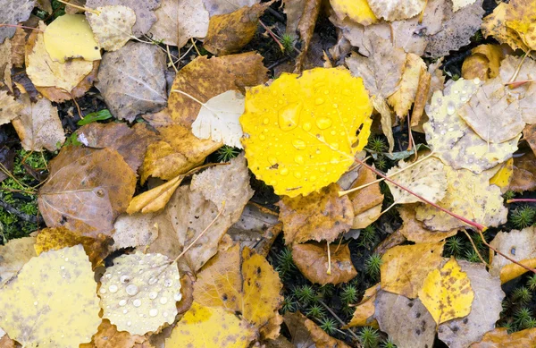 Folhas amarelas com gotas de chuva . — Fotografia de Stock