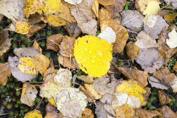 Folhas amarelas com gotas de chuva . — Fotografia de Stock