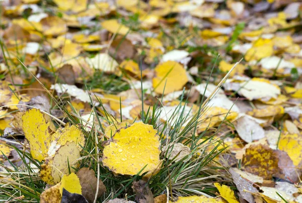 Осенние листья с капельками дождя . — стоковое фото