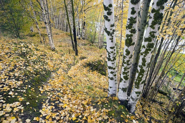 A pálya tele sárga levelek, az erdő. — Stock Fotó
