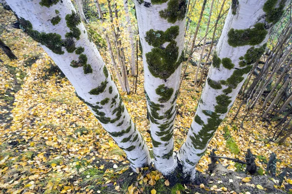 자작나무, 하단에 위에서 보기의 3 줄기. — 스톡 사진