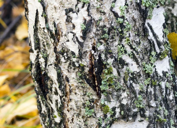 Casca de bétula na árvore . — Fotografia de Stock