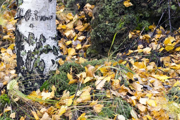 이끼 녹색과 노란 잎은 자작나무 아래. — 스톡 사진