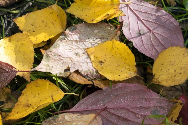 Желтые и красные листья лежат на траве — стоковое фото