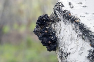 Huş - tıbbi mantar chaga büyüme.