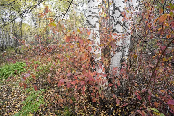 Az őszi erdőben . — Stock Fotó