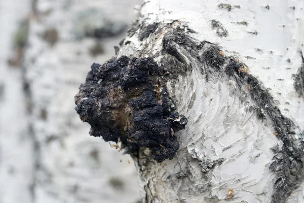 Crescimento no vidoeiro - chaga de cogumelos medicinal . — Fotografia de Stock