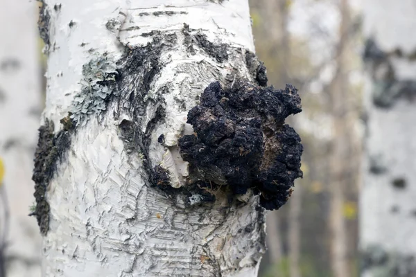 Crescimento no vidoeiro - chaga de cogumelos medicinal . — Fotografia de Stock