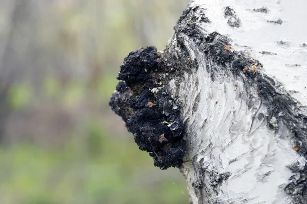 Tillväxt på Björk - läkemedel svamp chaga. — Stockfoto