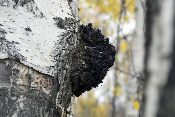 Crescimento no vidoeiro - chaga de cogumelos medicinal . — Fotografia de Stock