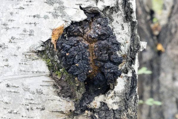 Crescimento no vidoeiro - chaga de cogumelos medicinal . — Fotografia de Stock