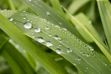 Çimenlerin üzerine yağmur damlaları