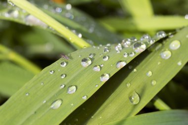 Çimenlerin üzerine yağmur damlaları