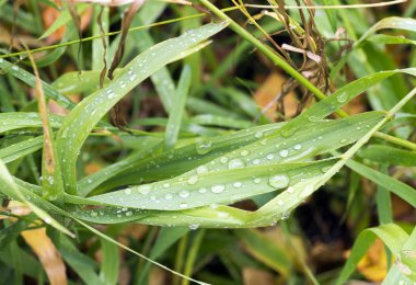 Çimenlerin üzerine yağmur damlaları