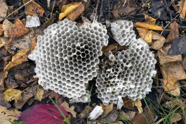 Bir arı'nın yuvası yok .