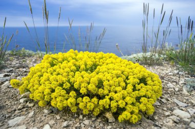 Alyssum çalı sarı çiçek.