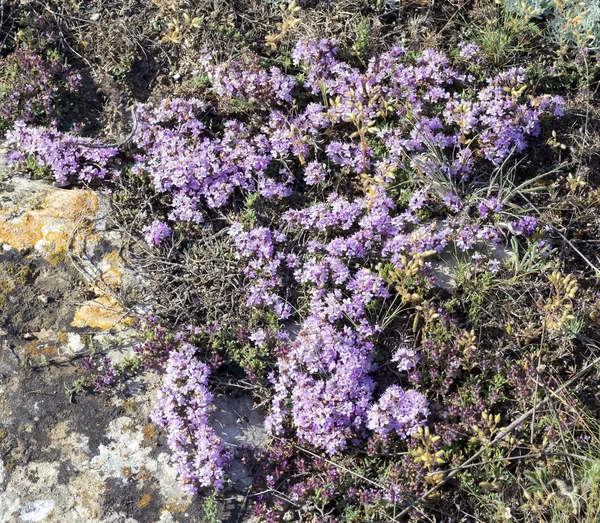 Lila blommor timjan Krim . — Stockfoto