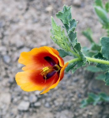 Güzel nadir çiçek haşhaş.