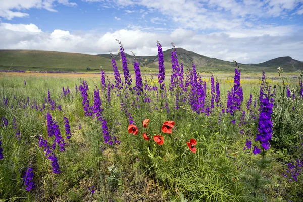 Wildflowers på en bakgrund av berg. — Stockfoto