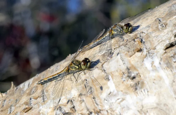 Two dragonfly sitting on a birch tree — Stock Photo, Image