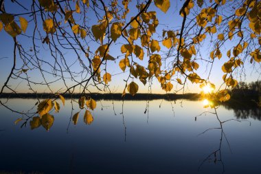 Sarı yapraklar birches gün batımında.
