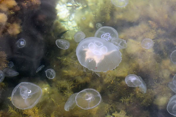 Many of the jellyfish among kelp. — Stock Photo, Image