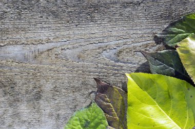 Eski ahşap yüzeyde yalan sonbahar yaprakları