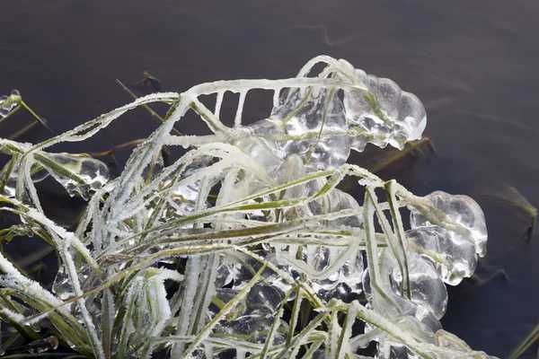 La hierba está congelada en el hielo en el río . —  Fotos de Stock