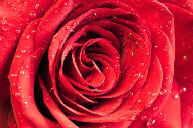 Çiçek kırmızı gül portre