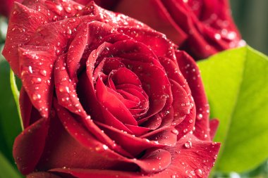 Çiçek kırmızı gül portre