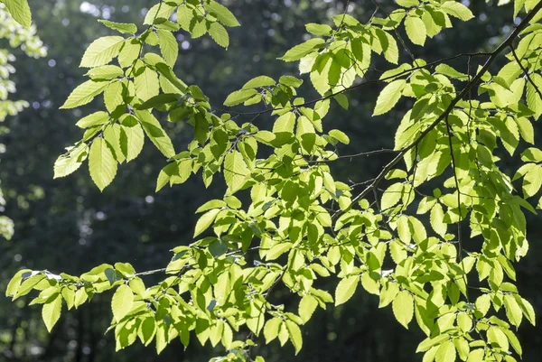 Branche de charme aux feuilles brillamment éclairées — Photo