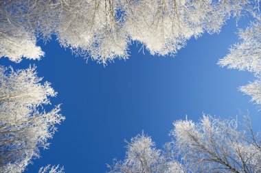 Mavi gökyüzüne karşı ağaç beyaz kron