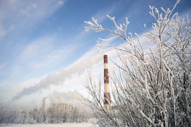 Kazan tüpü ve şubeler frost ile kaplı