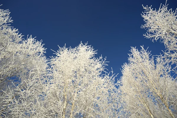 Witte kronen van berken tegen de blauwe hemel — Stockfoto