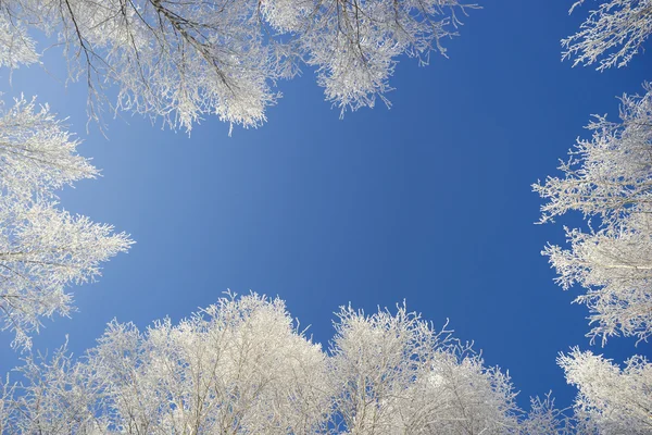 Witte kronen van berken tegen de blauwe hemel — Stockfoto