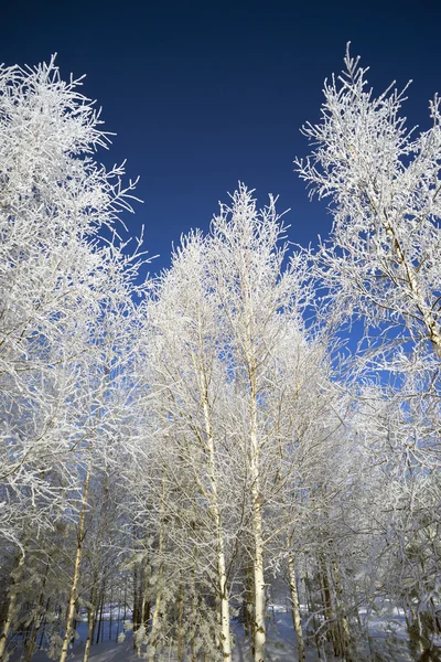 Χιονισμένο σημύδας σε φόντο μπλε του ουρανού . — Φωτογραφία Αρχείου