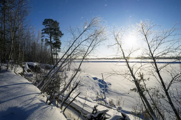 Neve coberto de árvores na margem do lago em um dia ensolarado — Fotografia de Stock