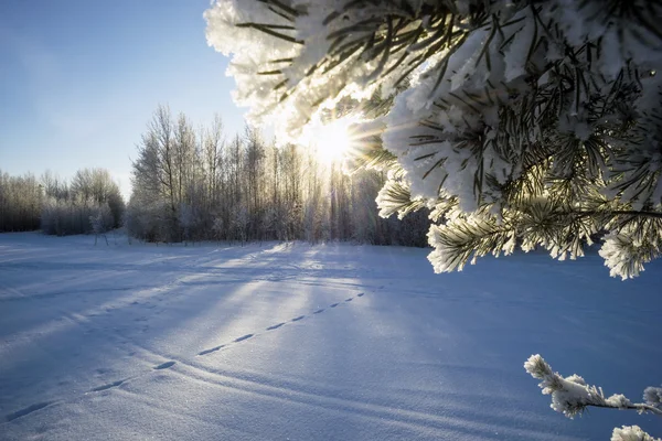 Olika fotspår i snön . — Stockfoto
