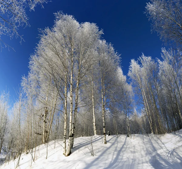 Besneeuwde berk op blauwe hemelachtergrond . — Stockfoto