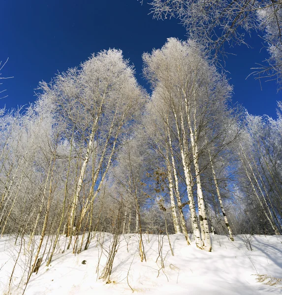 Besneeuwde berk op blauwe hemelachtergrond . — Stockfoto