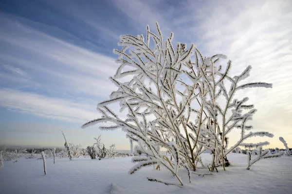Θάμνος σε παγετό στο φόντο του ουρανού — Φωτογραφία Αρχείου
