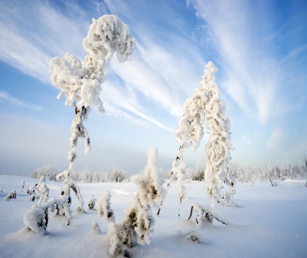 Buschtrockener Iwan-Tee im Frost vor dem Hintergrund des Himmels — Stockfoto