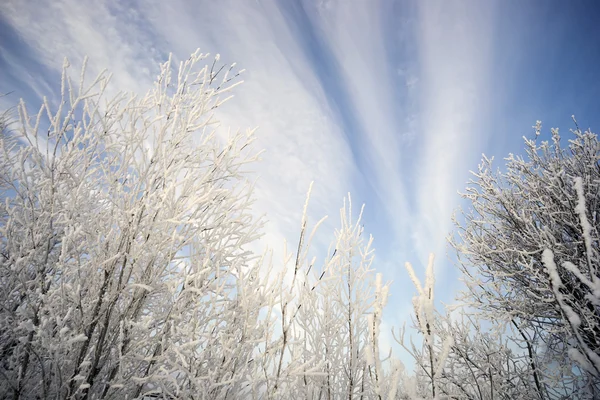 Grenar i frost på bakgrunden av vacker himmel. — Stockfoto