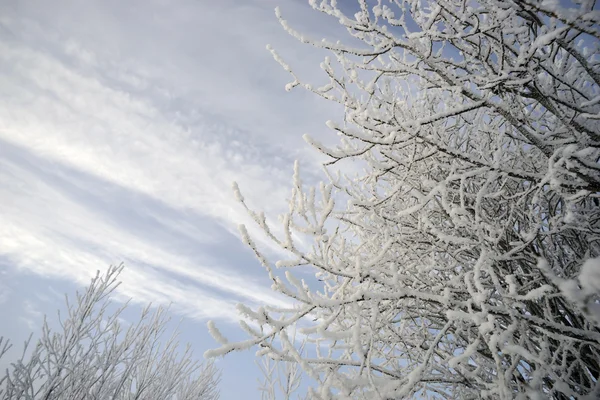 Branches covered with frost against picturesque backdrop of the sky. — Stock Photo, Image