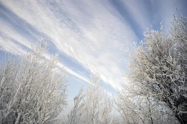 Κλαδιά καλυμμένα με παγετό σε γραφικό σκηνικό του ουρανού. — Φωτογραφία Αρχείου
